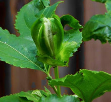 Passion Seeds (Passiflora spp.) for a homegrown harvest from the Garden