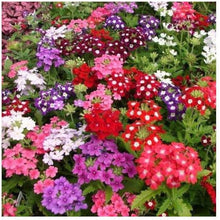 Mixed Verbena Hybrida Seeds for gardeners building out beds and borders
