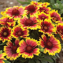 Eateral Seeds for a lasting display in the Garden & Flower Bed