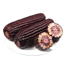 Corn Seeds (Zea mays) for a fresh homegrown crop from the Heirloom Black Backyard Garden