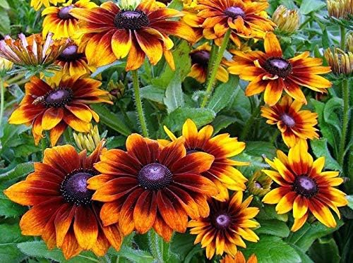 Gloriosa Daisy American Native Wildflower Perennial - for planting in home garden