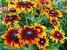Rudbeckia Hirta Rudbeckia hirta for planting in flower bed