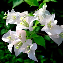 Bougainvillea Bougainvillea Spectabilis Seeds for growers filling out the Fence Patio Landscaping