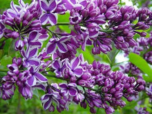 Old Fashion French Lilac Seeds (Syringa vulgaris) for growers filling out the Flower Home Gardens