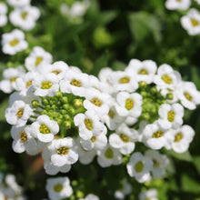 Alyssum White Schneeteppich Lobularia Maritima Seeds for seasonal color across the Flower Bed