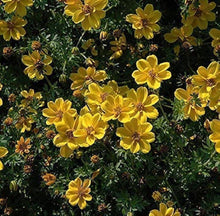 Bidens flower Seeds (Bidens ferulifolia) for seasonal color across the home garden or sunny balcony containers