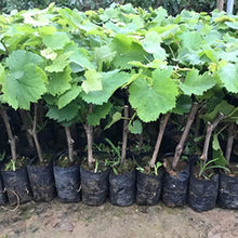 Bonsai Green Grape Seeds (Vitis vinifera) for growers wanting a homegrown harvest