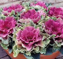 Kale ‘Chidori White’ flower Seeds prized among growers for decorative planting