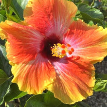 Hibiscus Moscheutos Rare Giant Orange Yellow Seeds for sweet homegrown fruit in the Large Garden Borders