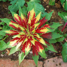 Amaranthus Tricolor Seeds (Amaranthus spp.) for seasonal color across the Flower Bed