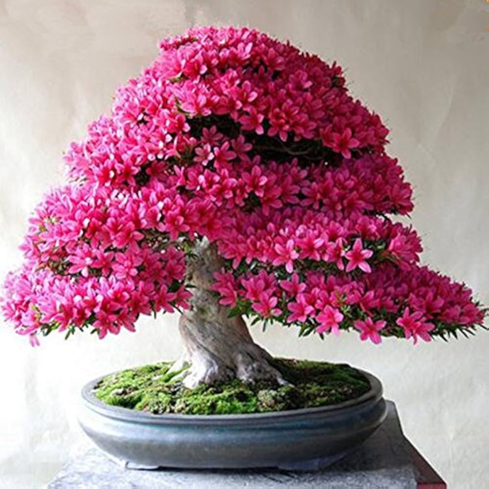 Antidesma Acidum bonsai seeds with purple flowers