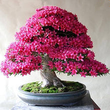 Antidesma Acidum bonsai seeds with purple flowers