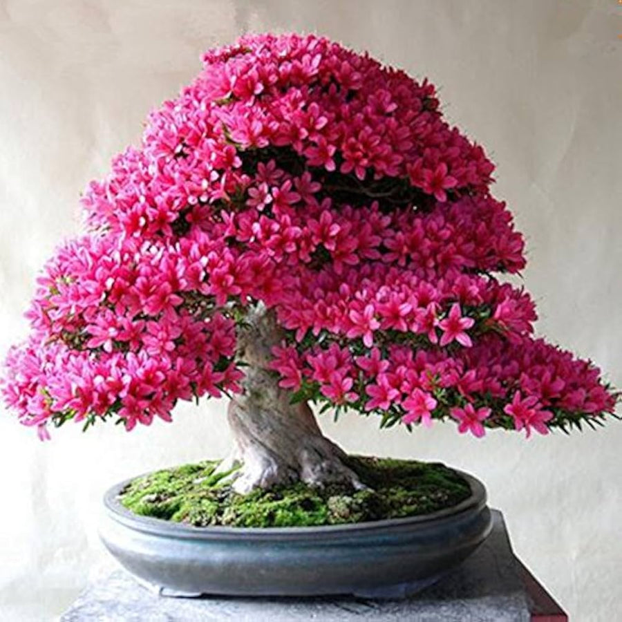 Antidesma Acidum bonsai seeds with purple flowers