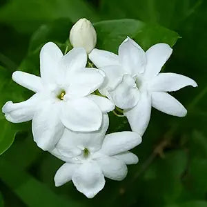 Jasmine Jasminum Sambac Flower Seeds for Planting – Fragrant Variety for Outdoor Gardens and Indoor Pots