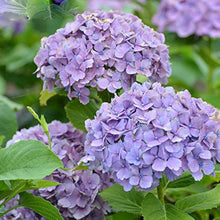 Eggplant Use for planting in home garden.