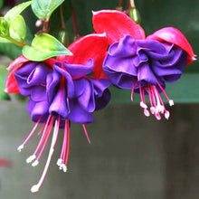Fuchsia Seeds for a lasting addition to the Bonsai Hanging Flower Gardens