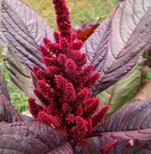 Amaranthus Illumination Seeds for colorful blooms in the Flower Bed