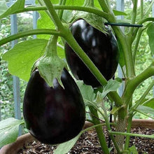 Gretel Eggplant Seeds for a productive addition to the vegetable patch