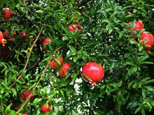 High-Quality Bonsai Tree Pomegranate Seeds for sweet homegrown fruit in the DIY Home Garden & Healthy Fruit Cultivation