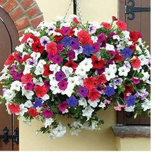 Petunia Mirage seeds for colorful flower beds and containers