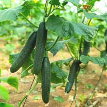 Jawell cucumber seeds