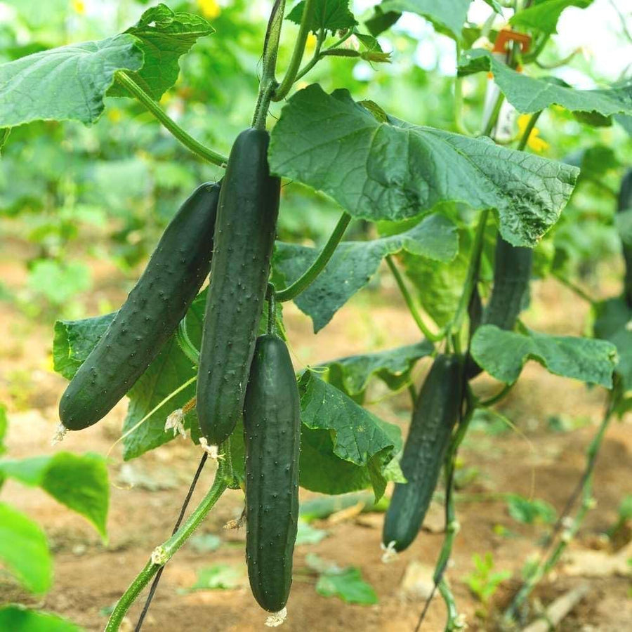 Jawell cucumber seeds