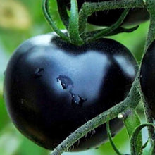Giant Chocolate Tomato Seeds (Solanum lycopersicum) for a fresh homegrown crop from the Greenhouse or Home Garden