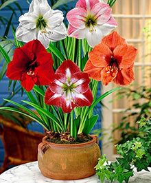 Hippeastrum Flower for Planting Red White Garden Seeds for colorful blooms in the Red White Garden