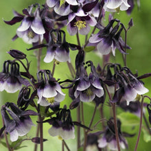 Columbine William Guinness Seeds prized for unique Flower Growth