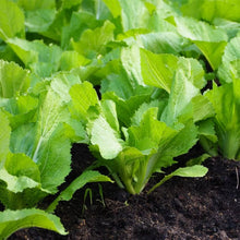 Florida Mustard Seeds (Brassica juncea) for growers stocking the vegetable gardens and home orchards
