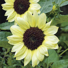 Heirloom Edible White Sunflower Seeds grown for tasty Ornamental Blooms
