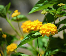 Lantana Camara Seeds grown for yellow Gardening