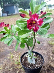 Desert Rose Adenium Obesum Seeds for long-term planting in the Indoor Home Garden