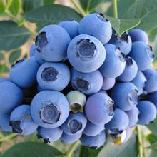 Blueberry Blue Edible Plant Seeds for a sweet addition to the home orchard
