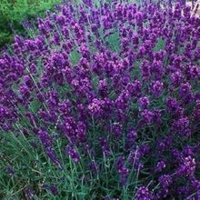 Hidcote Blue Lavender Seeds (Lavandula angustifolia) for cooks growing their own fresh herbs