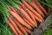 Giant Carrot Seeds valued by growers for nutrient Rich Healthful Root Vegetables ( pcs