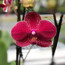 Mixed Phalaenopsis Orchid Seeds for a lasting addition to the landscape