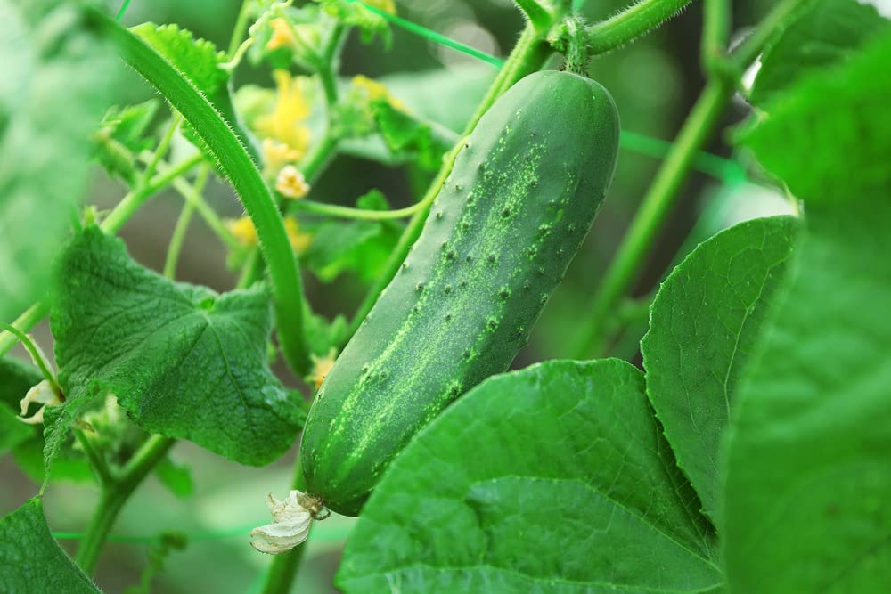 Spacemaster Cucumber (Cucumis sativus) seeds for small garden spaces