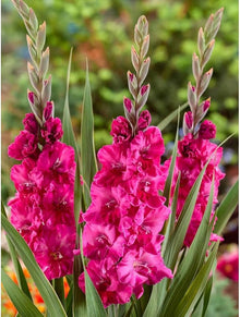 Gladiolus Flower for Planting in Pink Garden Seeds for seasonal color across the Pink Garden