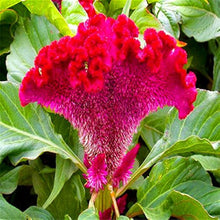 Cockscomb Seeds for a bright addition to the Celosia bed tropical garden