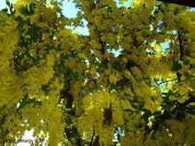 Golden Chain Tree Flowering Tree Seeds (Laburnum anagyroides) for growers establishing the Garden