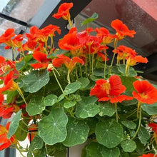 Nasturtium Seeds for a bright addition to the Flower Urban Gardens