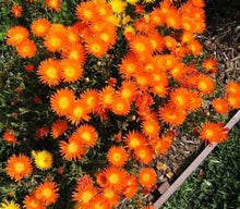 Orange Ice Seeds grown for cool, Orange Blooms