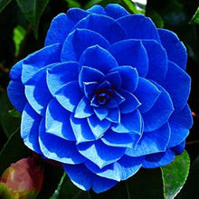 Camellia Seeds for seasonal color across the Sky Pink Garden