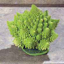 Organic Italian Heirloom Broccoli Romanesco Seeds for growers stocking a kitchen garden