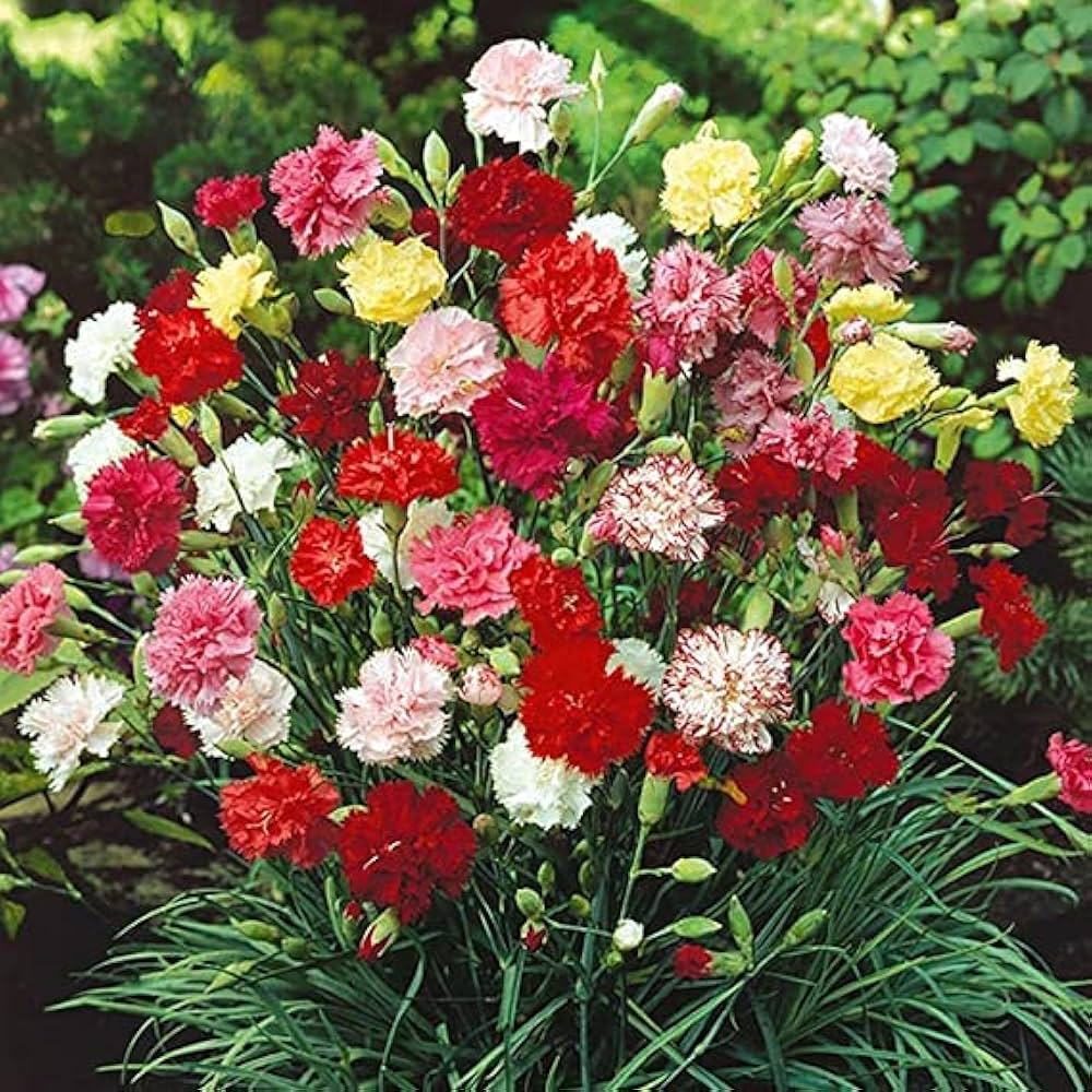 Carnation seeds (Dianthus caryophyllus) for colorful flower gardens