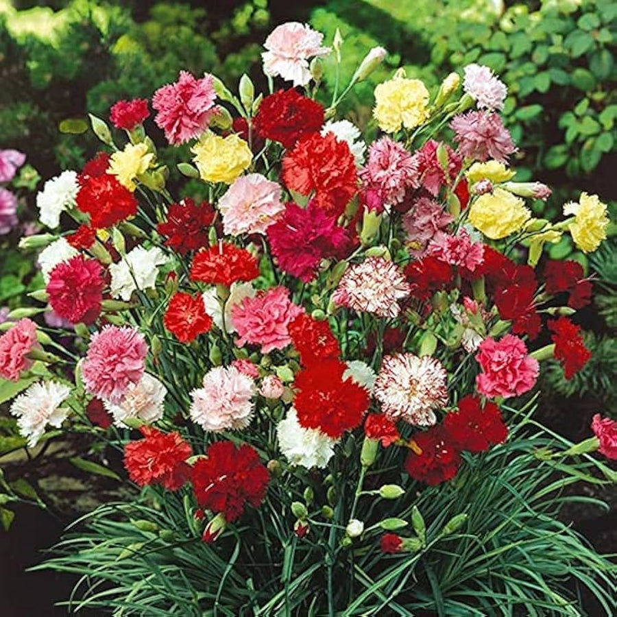 Carnation seeds (Dianthus caryophyllus) for colorful flower gardens