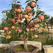 Apple Tree Seeds for a homegrown harvest from the Home & Garden Garden Decoration Bonsai Flower Seeds
