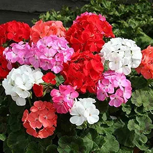 Gloxinia (Sinningia Speciosa) Flower - for planting in home garden