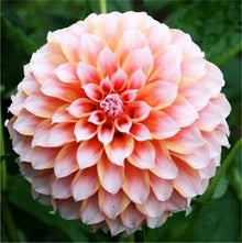 Rainbow Dahlia Dahlia Pinnata flower Seeds for a bright addition to the home garden and seasonal flower beds